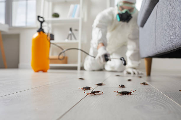 Commercial Kitchen Cockroach Control in Yosemite Lakes